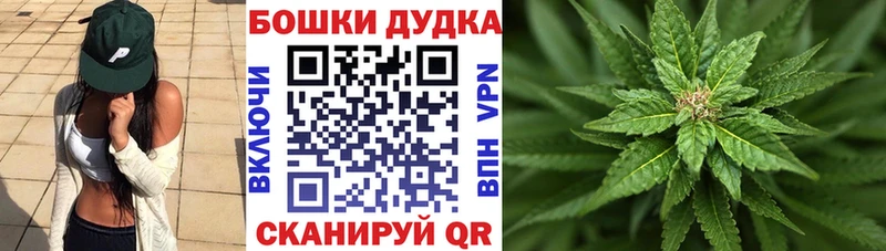 Каннабис планчик  Тара 
